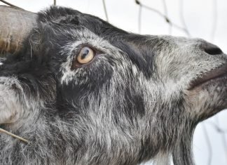 Isus, Yom Kippur și țapul ispășitor