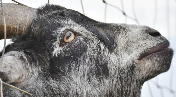 Isus, Yom Kippur și țapul ispășitor